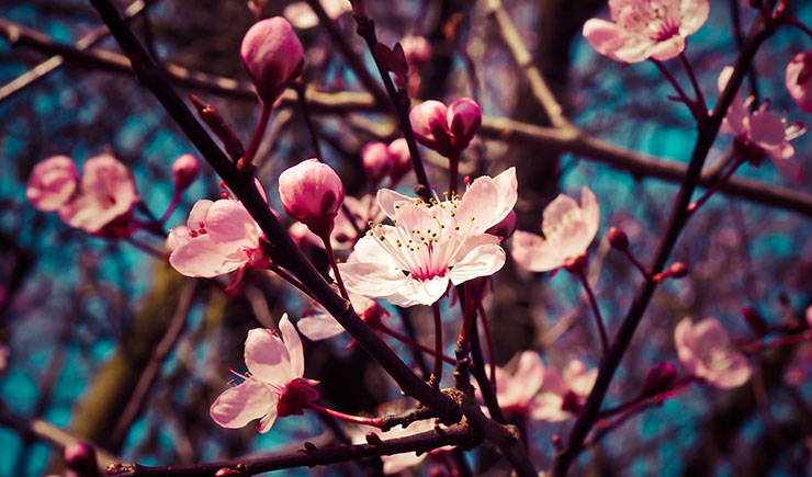 Las Flores de inicio de Primavera – Gardenia Madrid | Jardinería y  Paisajismo